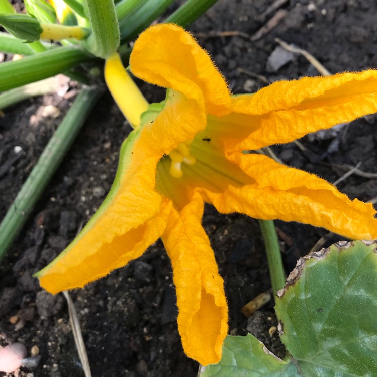 Plant image Cucurbita Pepo var. Cylindrica  'Gold Rush' F1