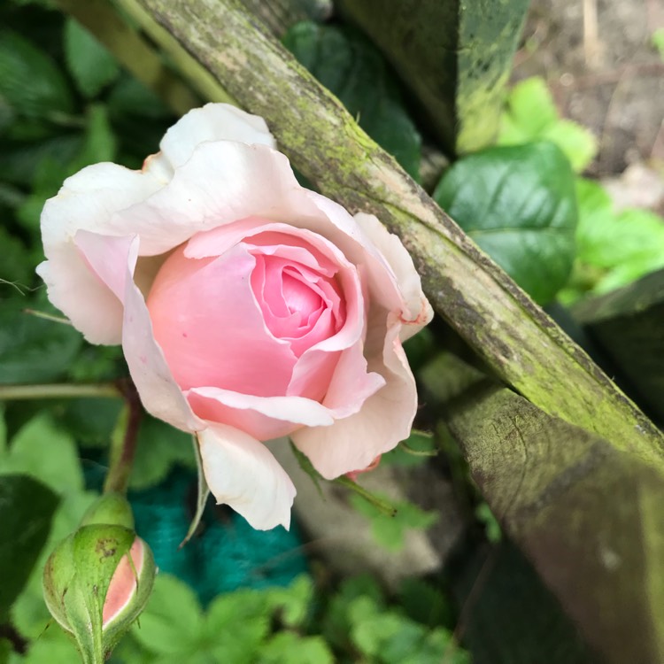 Plant image Rosa 'Ausjosiah' syn. Rosa 'The Wedgwood Rose'