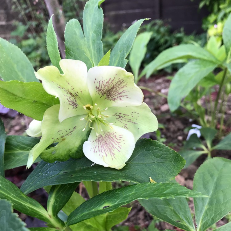 Plant image Helleborus x hybridus 'Pretty Ellen White' (Pretty Ellen Series)