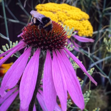 Echinacea