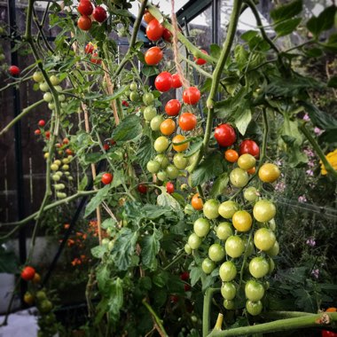 Solanum Lycopersicum var. cerasiforme 'Rapunzel'