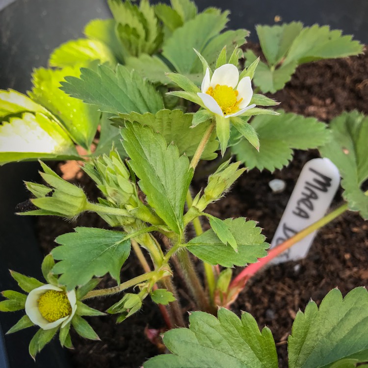 Plant image Fragaria vesca 'Mara des Bois' syn. Fragaria x ananassa 'Mara des Bois'