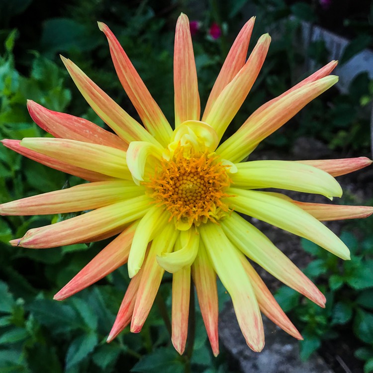 Plant image Dahlia 'Gudoshnik'