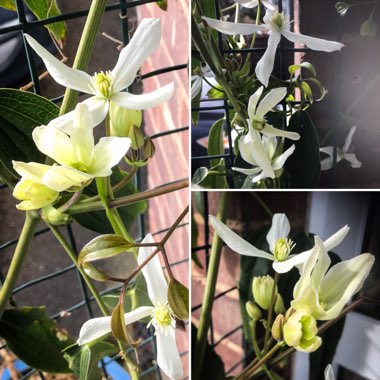 Clematis armandii 'Apple Blossom'