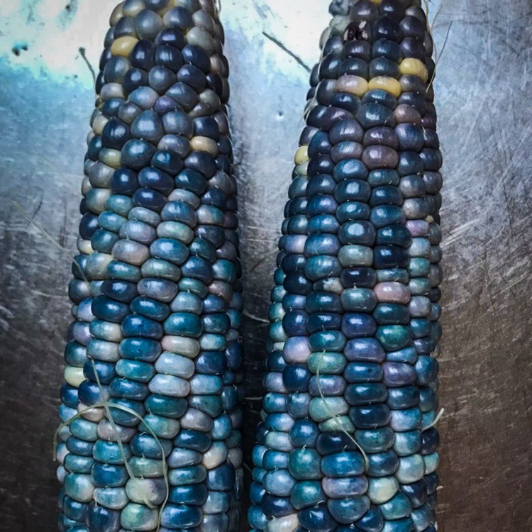 Plant image Zea mays 'Glass Gem'