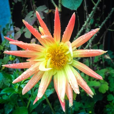 Dahlia 'Gudoshnik'