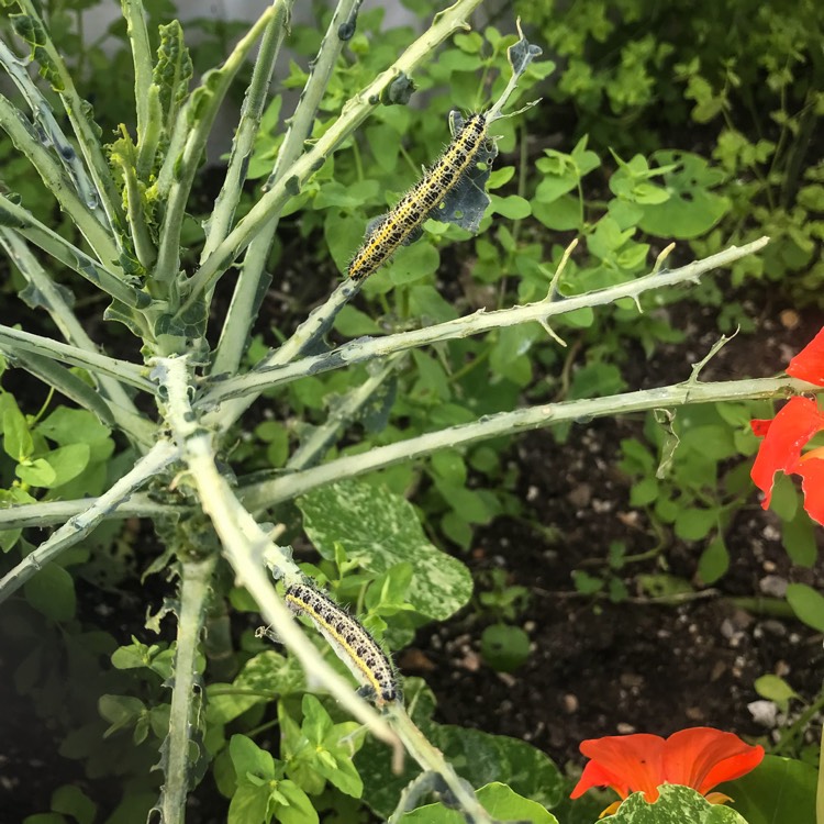 Plant image Brassica oleracea (Acephala Group) 'Nero di Toscana'