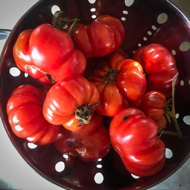 Solanum Lycopersicum 'Costaluto Fiorentino'