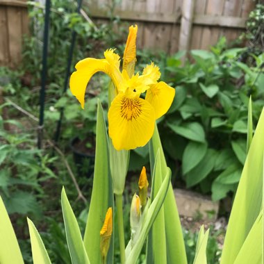 Iris pseudacorus