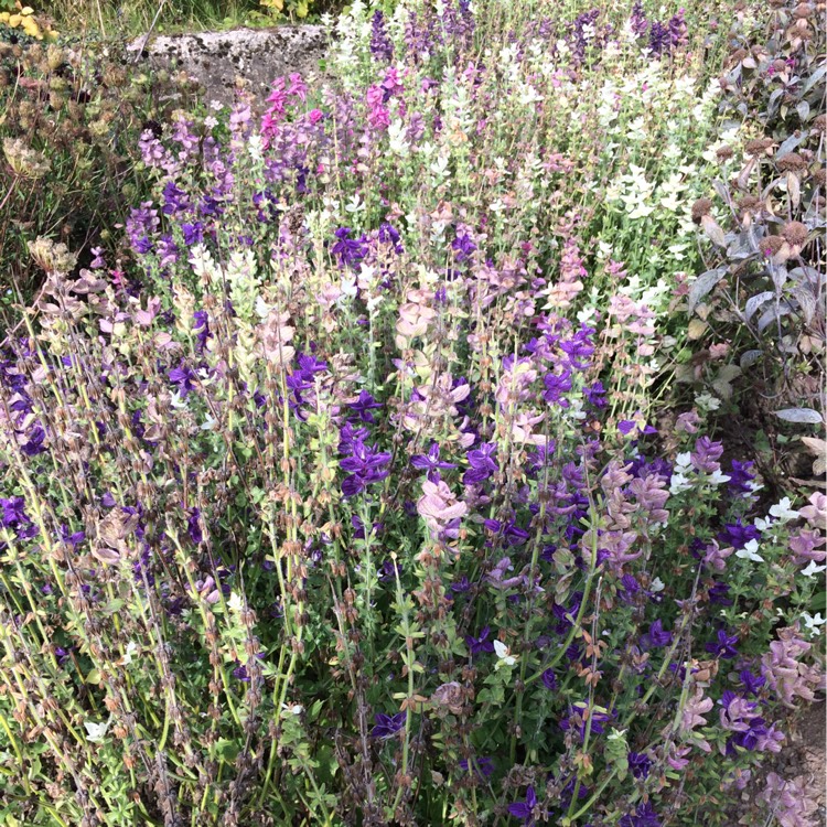 Plant image Salvia viridis 'Claryssa Series' syn. Salvia horminum 'Claryssa Series'