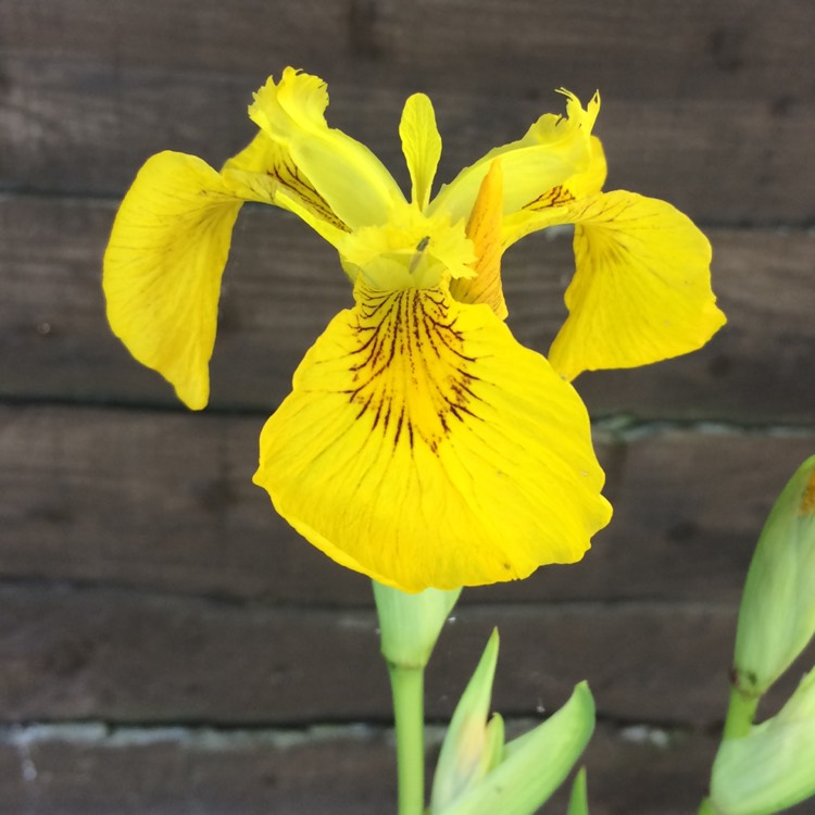 Plant image Iris Pseudacorus 'Marginatus'