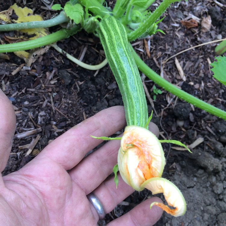 Plant image Cucurbita Pepo var. Cylindrica 'Romanesco'