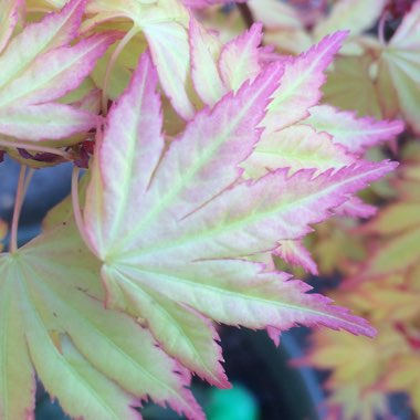 Acer palmatum