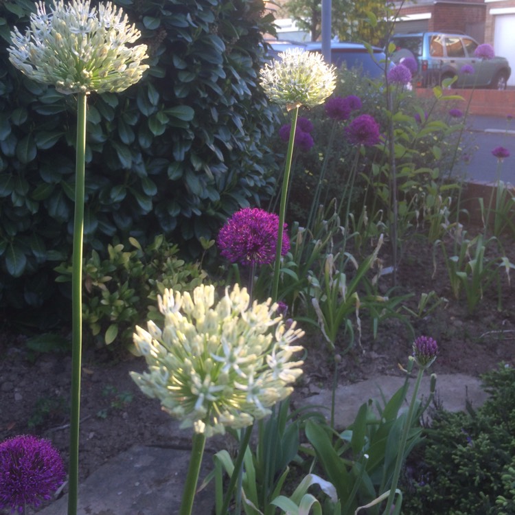 Plant image Allium 'Mont Blanc'