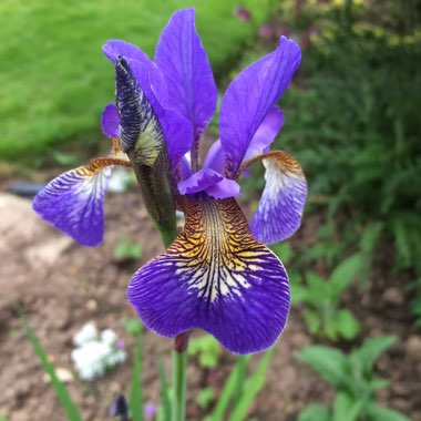 Iris sibirica 'Tropic Night'