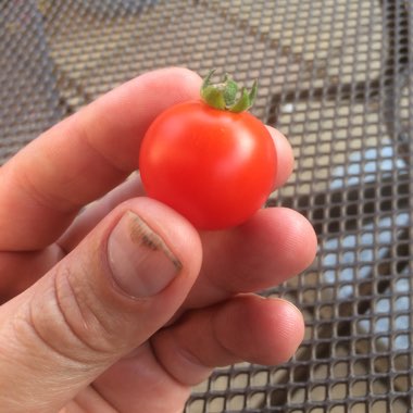 Solanum Lycopersicum var. cerasiforme 'Cherry Falls'