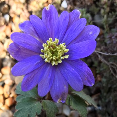 Anemone blanda 'Blue Shades'