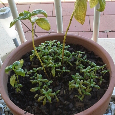 Ocimum basilicum 'Sweet Mammoth'