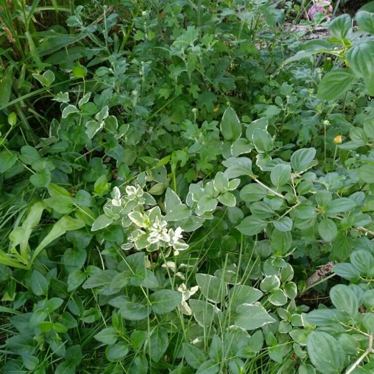 Plant image Hedera helix 'Midas Touch' syn. 'Golden Kolibri'