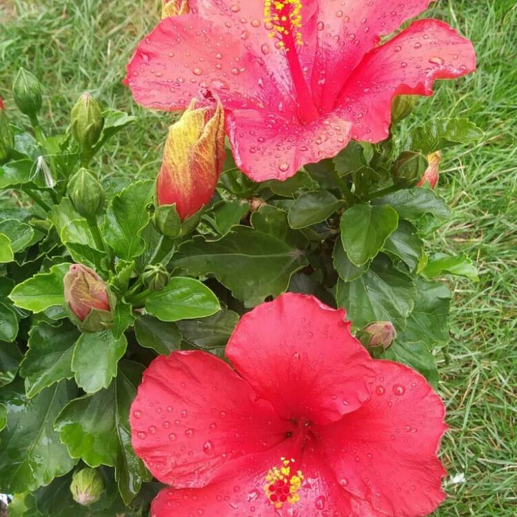 Plant image Hibiscus moscheutos 'Lord Baltimore'