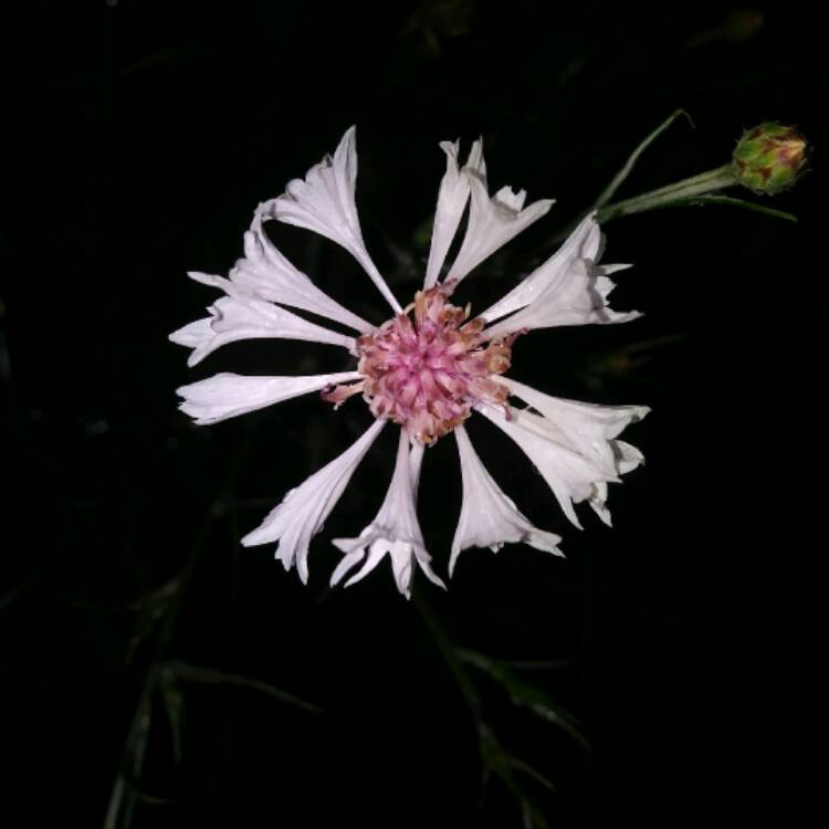 Plant image Centaurea Pulcherrima