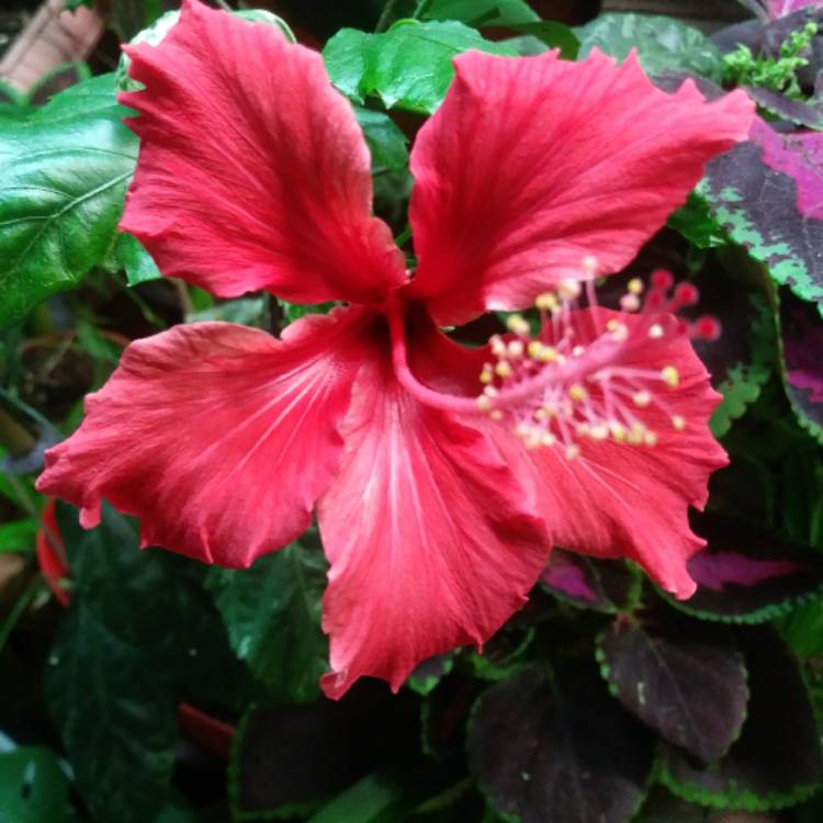 Plant image Hibiscus Fiori Grande