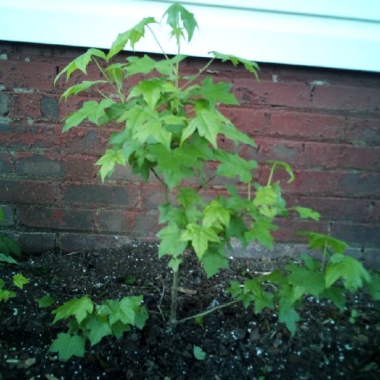 Plant image Acer shirasawanum