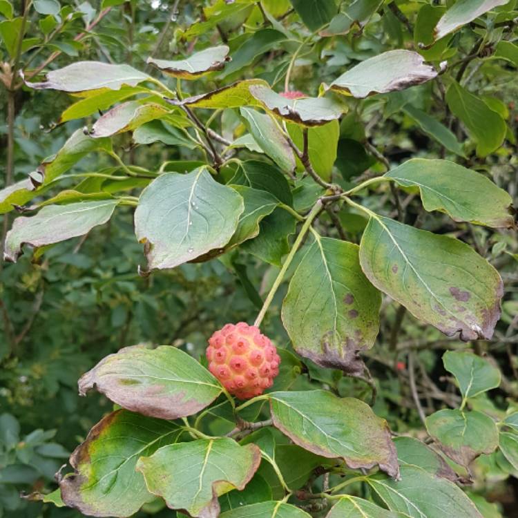 Plant image Cornus kousa 'Chinensis'