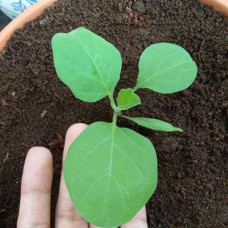 Plant image Solanum melongena