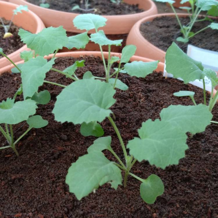 Plant image Brassica oleracea (Acephala Group) 'Dwarf Siberian'