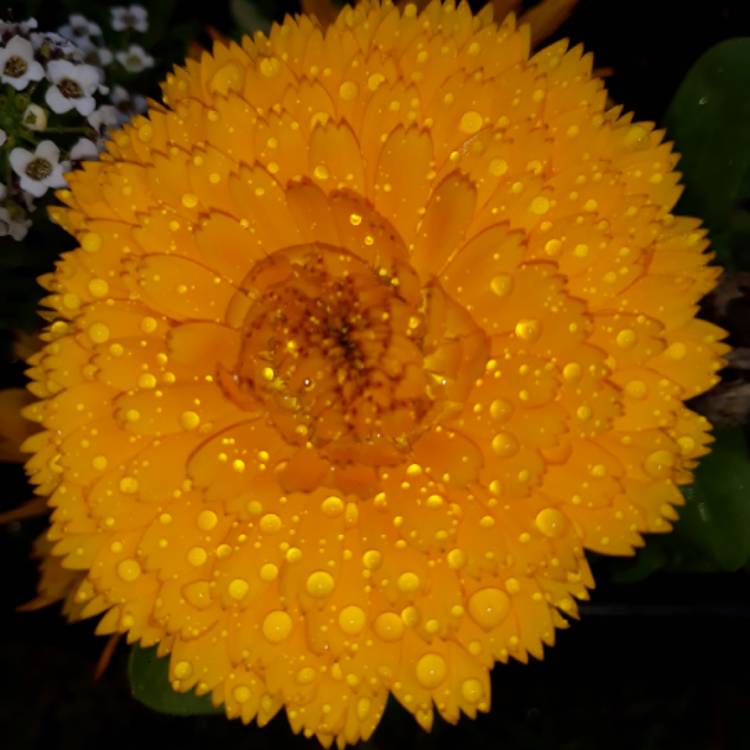 Plant image Calendula officinalis 'Gold Star'