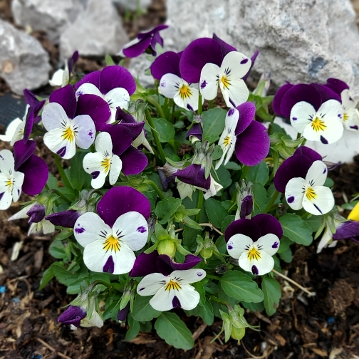 Plant image Viola cornuta 'Rocky Mickey'