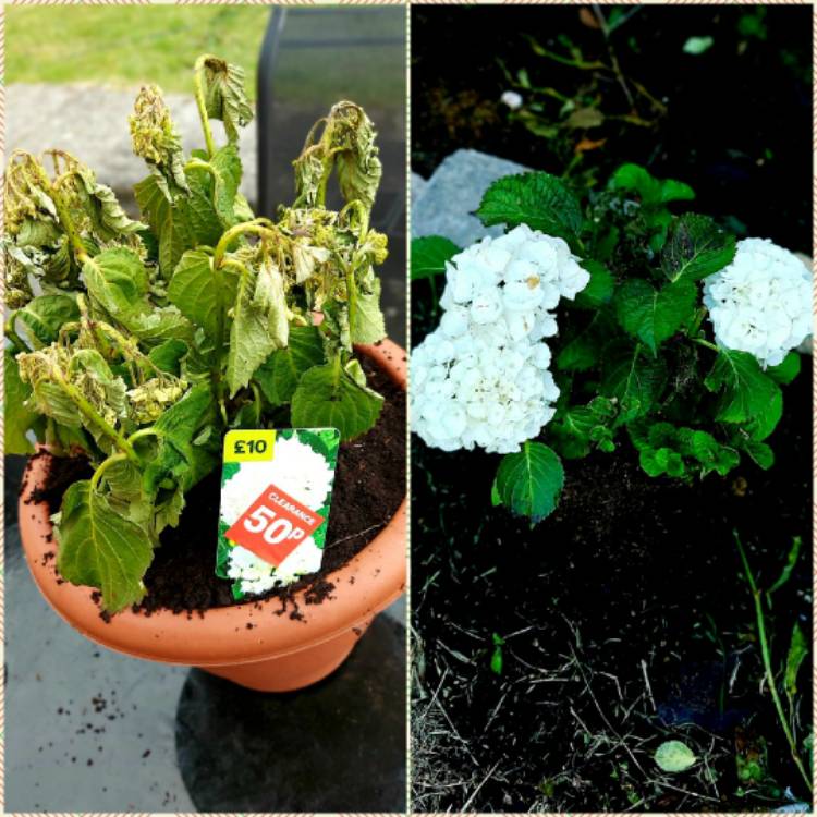 Plant image Hydrangea paniculata 'Grandiflora'