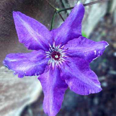 Clematis 'Mon Amour'