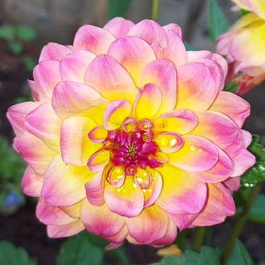 Plant image Dahlia 'Dahlinova Hypnotica Rose Bicolor' (Dahlinova Hypnotica Series)