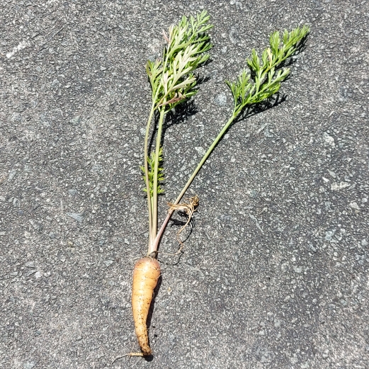 Plant image Daucus carota subsp. sativus 'Royal Chantenay'