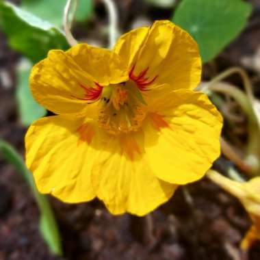 Tropaeolum majus 'Jewel Mix' (Mix)