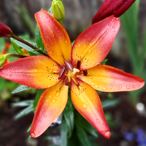 Plant image Lilium 'Royal Sunset'