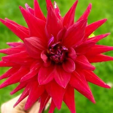 Dahlia 'Checkers'