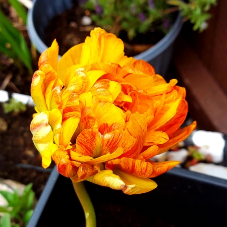 Plant image Tulipa 'Orange Princess'