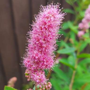 Spiraea douglasii