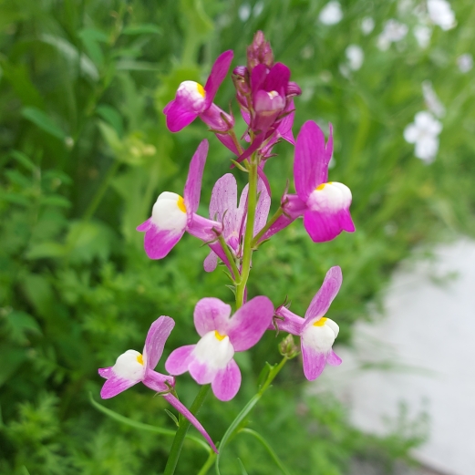 Plant image Linaria 'Fairy Bouquet Mixed'