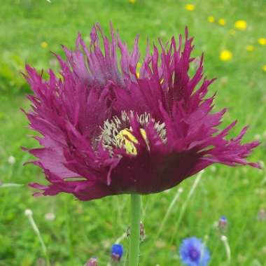 Papaver somniferum 'Blackcurrant Fizz'