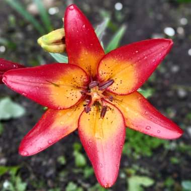 Lilium 'Royal Sunset'