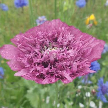 Papaver somniferum 'Double Lilac'