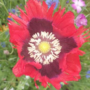 Papaver somniferum