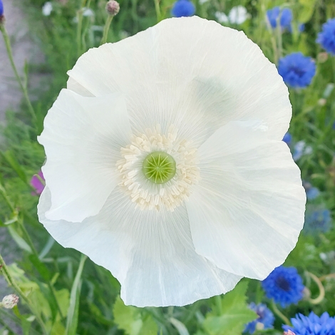 Plant image Anemone coronaria de caen 'The Bride'