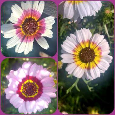 Chrysanthemum carinatum 'Rainbow Mix'