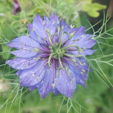 Nigella damascena 'Miss Jekyll'