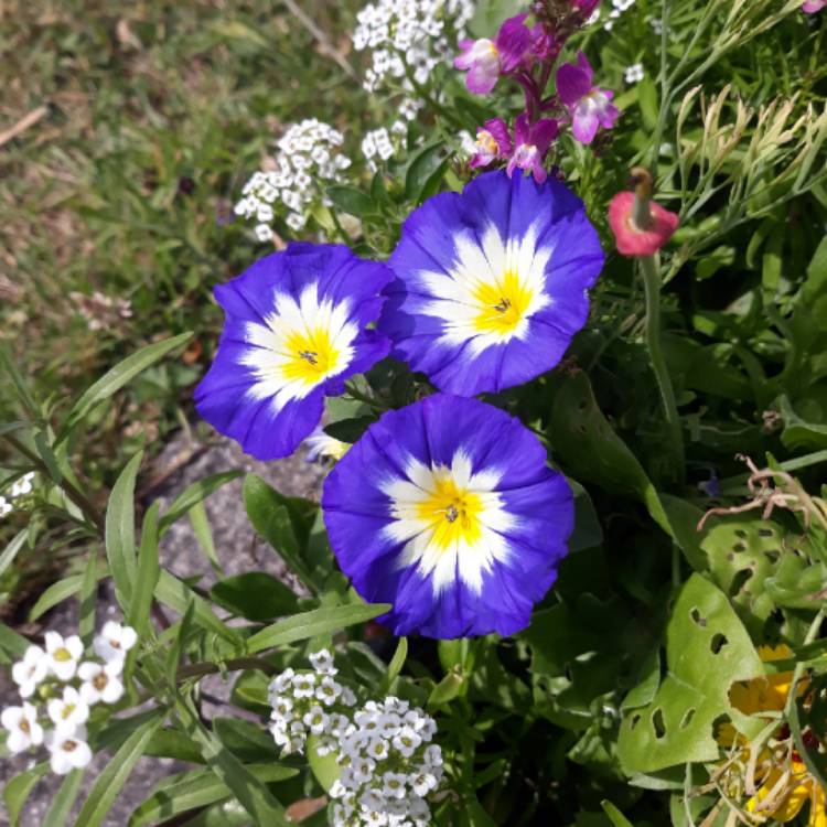 Plant image Convolvulus Tricolour 'Blue flash'